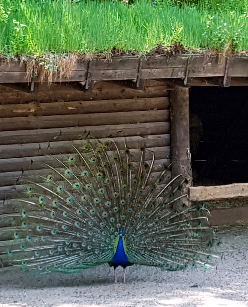 Wildpark Lüneburger Heide