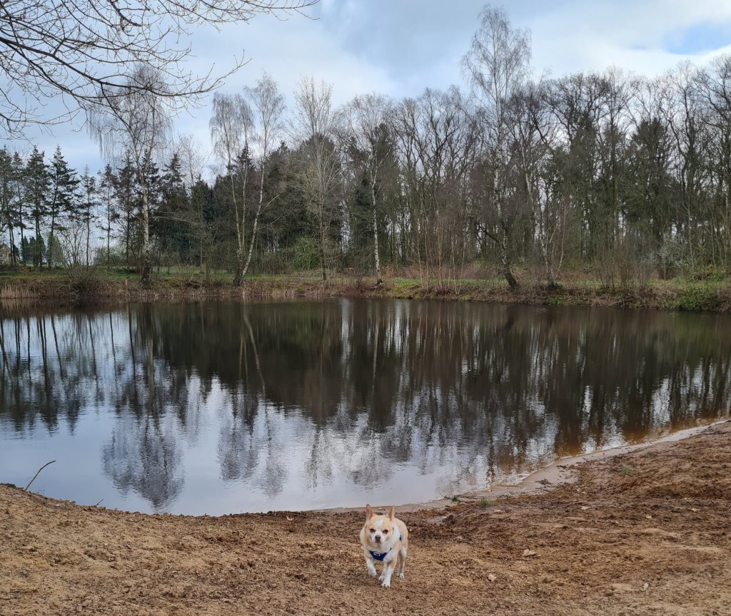 Hundesee